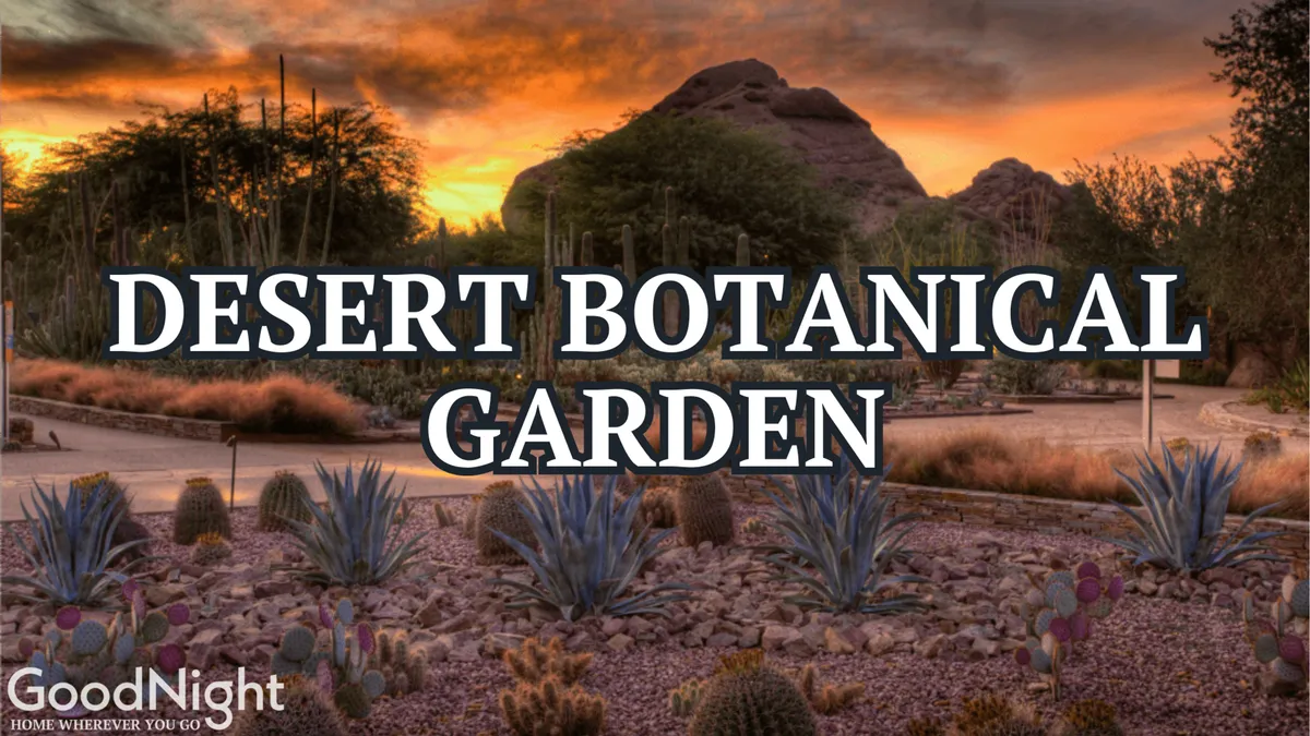 Desert plants and striking rock formations are highlighted against a glowing sunset sky. The natural palette and tranquil atmosphere evoke classic Arizona scenery often experienced at the Desert Botanical Garden or while hiking Camelback Mountain.